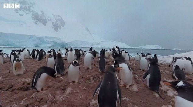 Cảm giác như đứng giữa bầy chim cánh cụt.