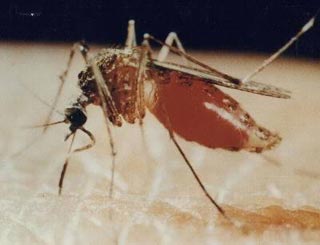 Muỗi (Ảnh: Jacksoncountyvectorcontrol)