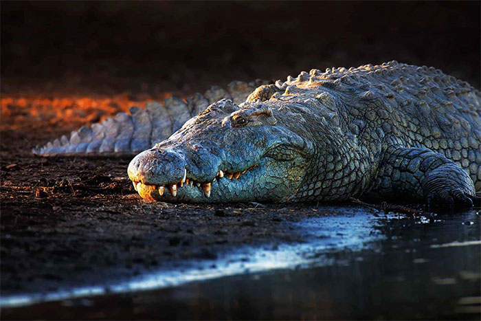 Số lượng cá sấu sông Nile sụt giảm đáng kể