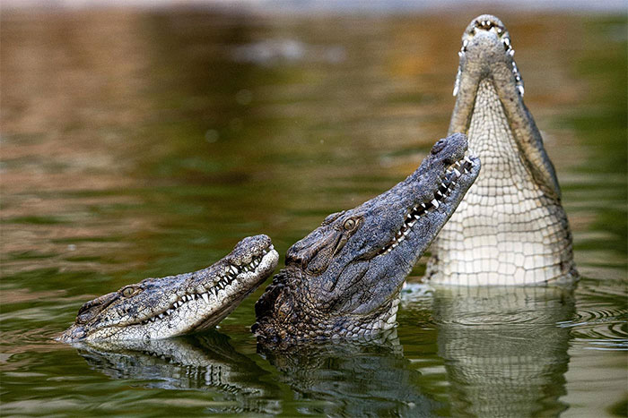Cá sấu sông Nile sống ở sông Nile đã đi ngược dòng và đến Turkana.