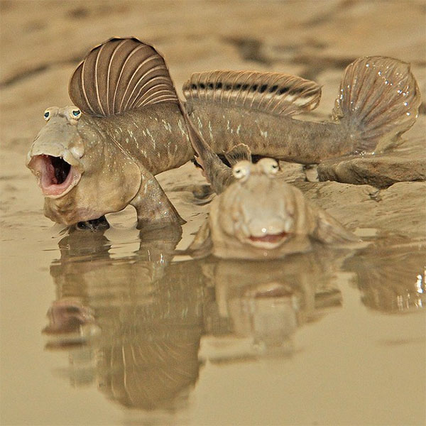 Loài cá này được tìm thấy chủ yếu ở các khu vực cửa sông và vùng ven biển nhiệt đới