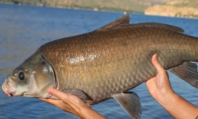 Một con cá trâu đã sống cả thế kỷ ở hồ Apache