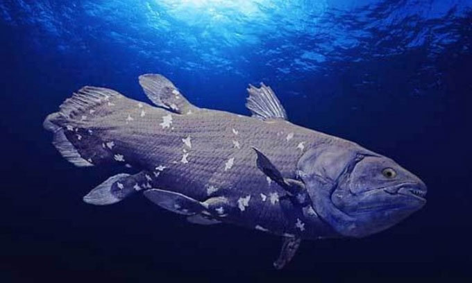  Cá vây tay được tái phát hiện ở vùng biển Nam Phi vào năm 1938. 
