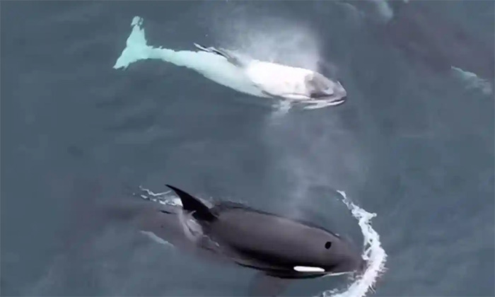 Cá voi sát thủ trắng được công ty Newport Coastal Adventures ghi lại hôm 24/4.