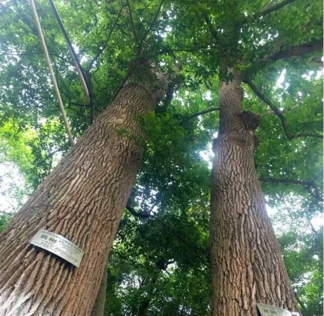 Hai cây hỉ thụ 115 năm tuổi ở Quý Châu.