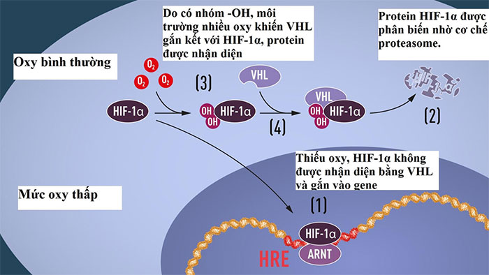 Phác họa cho thấy (1) HIF-1α ko bị phân biến, liên kết với protein ARNT gắn vào đoạn ADN trên gene phản ứng với tình trạng oxy thấp