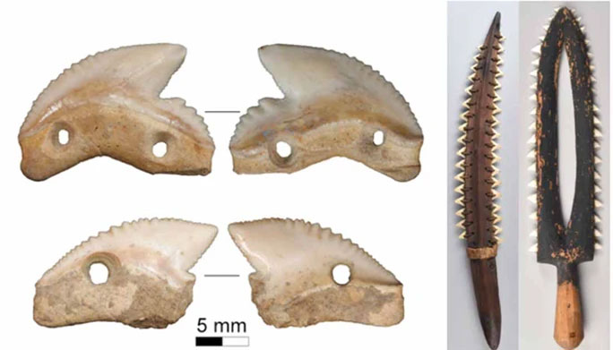  Hai lưỡi dao răng cá mập hổ được tìm thấy ở Indonesia 