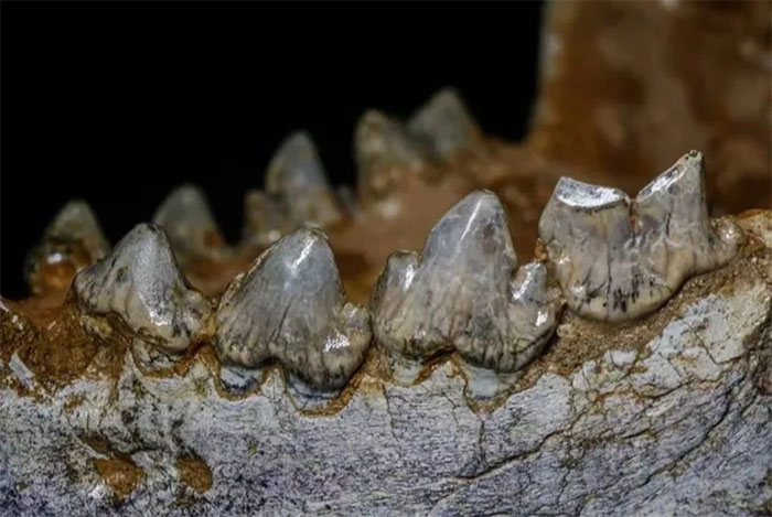 Các vết đen có thể được nhìn thấy trên răng hóa thạch của linh cẩu khổng lồ