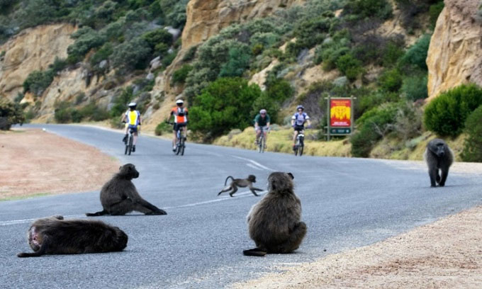 Khỉ đầu chó tràn ra đường ở vịnh Cape, Nam Phi.