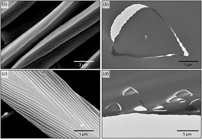 Hình ảnh kính hiển vi điện tử quét lông trên cơ thể kiến bạc Sahara.