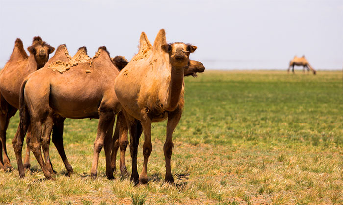 Bộ lông của lạc đà nói chung có màu nâu và rất dày. 