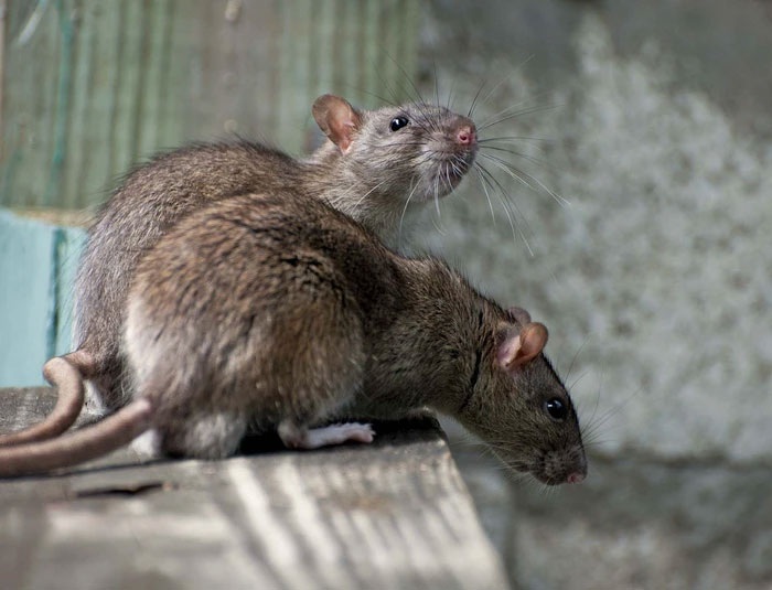 Nhân giống thiên địch là phương pháp lâu đời nhất để diệt chuột.