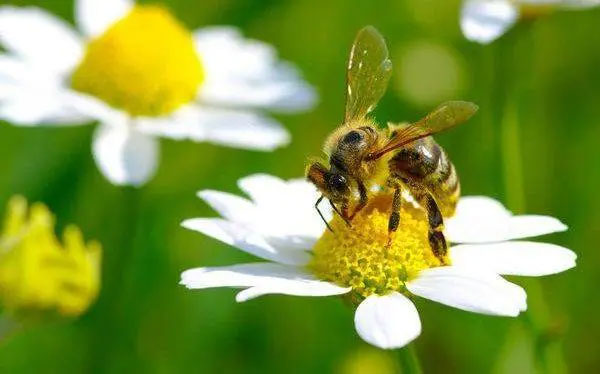 Lời tiên tri về loài ong
