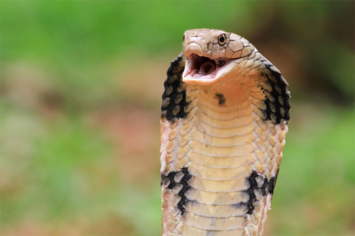 Khi cảm thấy nguy hiểm, rắn hổ chúa sẽ vươn người thẳng lên và nhìn vào mắt kẻ thù.