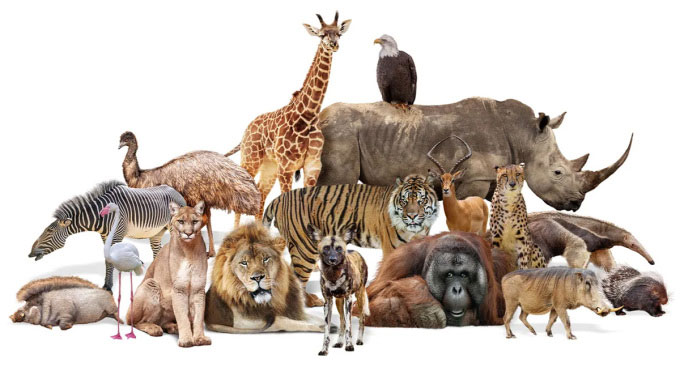 Số lượng động vật từng sống trên Trái đất.