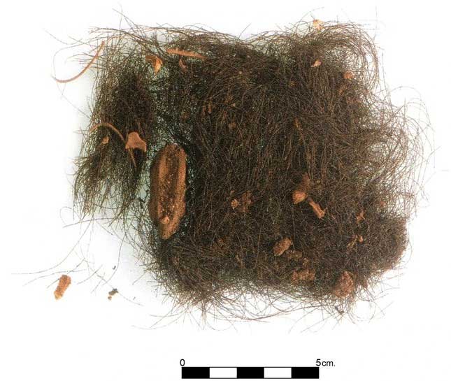  Một số sợi tóc được tìm thấy bên trong hang động. 
