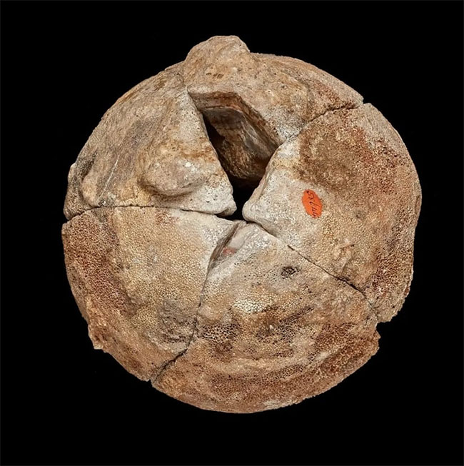  Viên đá mã não được trưng bày trong bảo tàng thực chất là một quả trứng khủng long. 