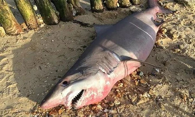 Cá mập hổ cát trôi dạt vào biển Lepe.