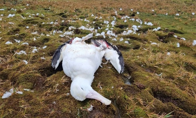  Xác chim hải âu lang thang trưởng thành nghi bị chuột cắn chết. 