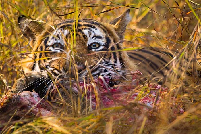 Thái Lan có khoảng 148 đến 149 con hổ hoang dã