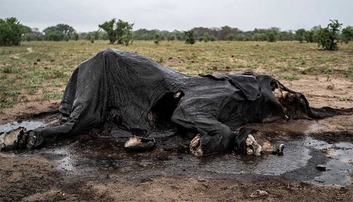  Một xác voi đang phân hủy tại Vườn Quốc gia Hwange ở phía Bắc Zimbabwe hôm 16/12. 