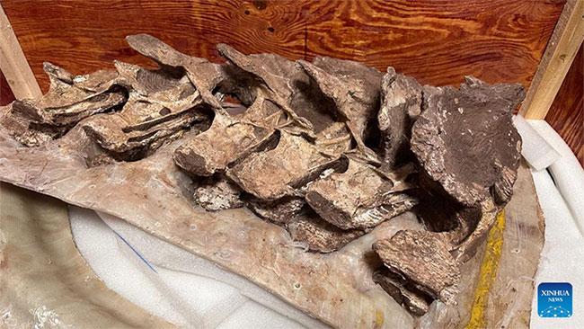 Hóa thạch xương khủng long niên đại 90 triệu năm trước được phát hiện tại Trung Quốc.