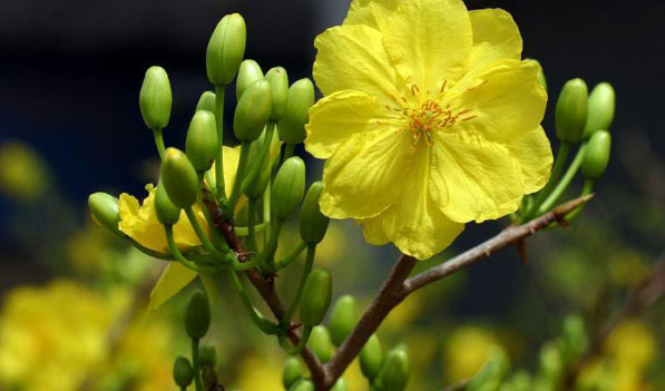 Mai 5 cánh là loại mai vàng mọc phổ biến tại miền Trung và trên dãy trường Sơn, trong những khu rừng già.