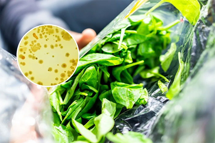 Vi khuẩn Listeria trong thực phẩm đóng gói có thể kháng lại thuốc khử trùng. 