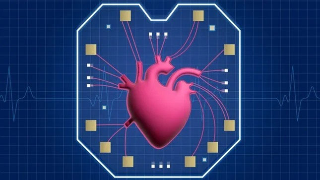 Mô hình trái tim trên chip được chụp trong phòng thí nghiệm.