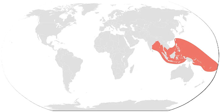 Bản đồ phân bố rắn biển mép vàng