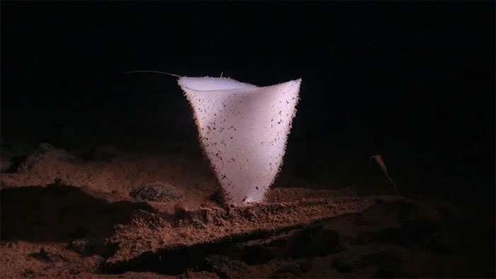  Loài bọt biển hình chiếc cốc, được cho là có tuổi thọ lên tới 15.000 năm 