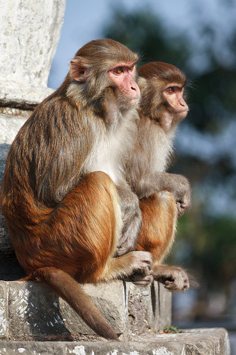 Hai chú khỉ tham gia vào thí nghiệm đánh máy tác phẩm của Shakespeare.